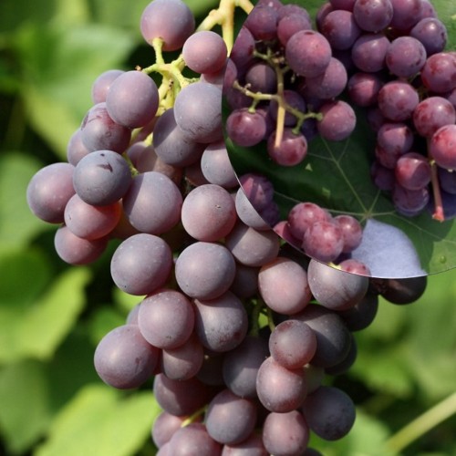 Vitis vinifera 'Širvinta' - Harilik viinapuu 'Širvinta' C6/6L